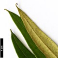 SpeciesSub: subsp. cuspidata